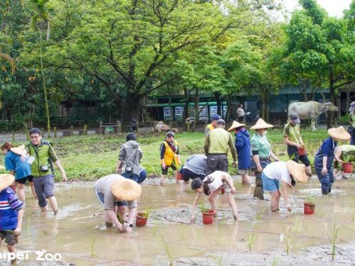 走進泥土的教室！臺北動物園春耕體驗，親手種下茭白筍與生態希望
